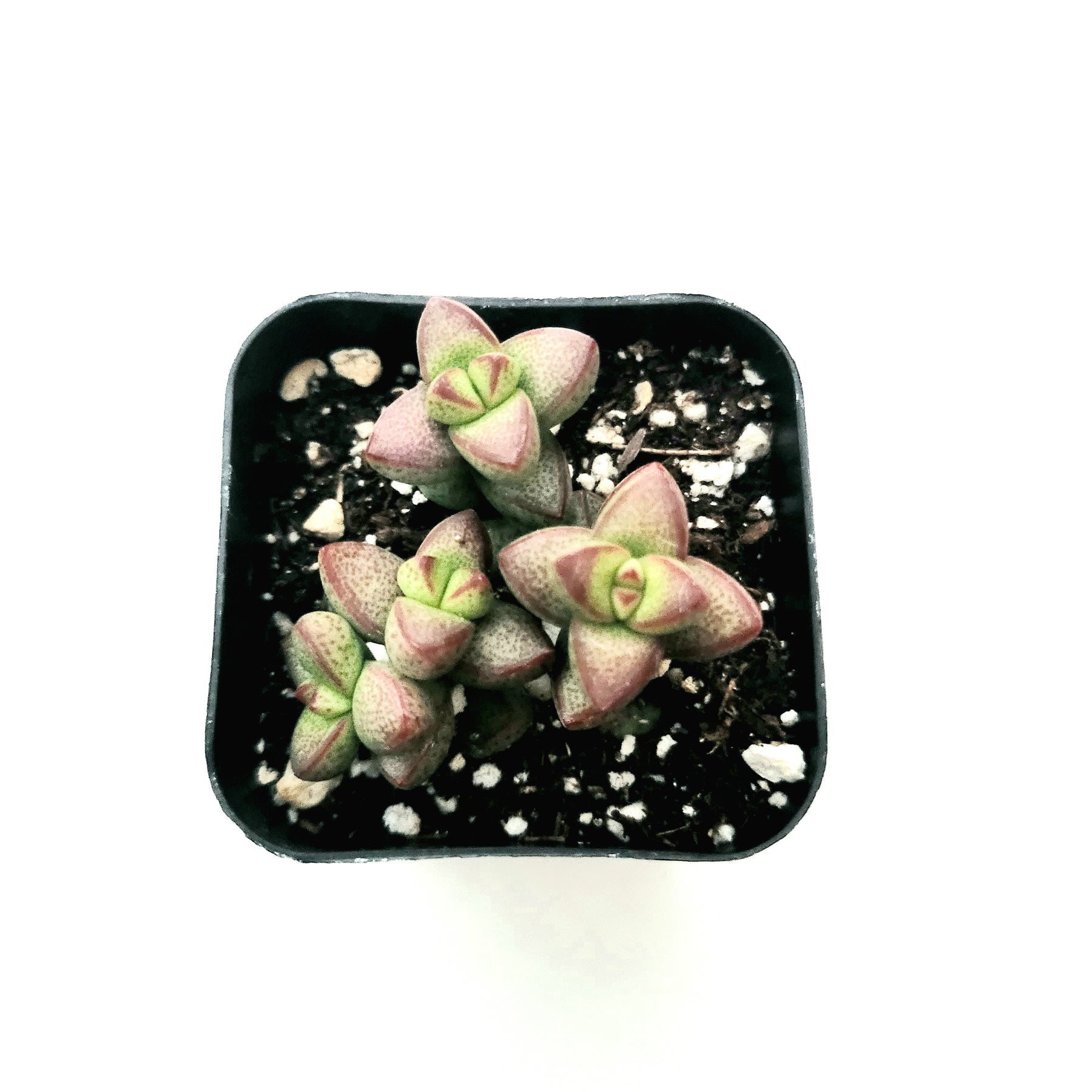 rupestris succulent Crassula rupestris var. monticola