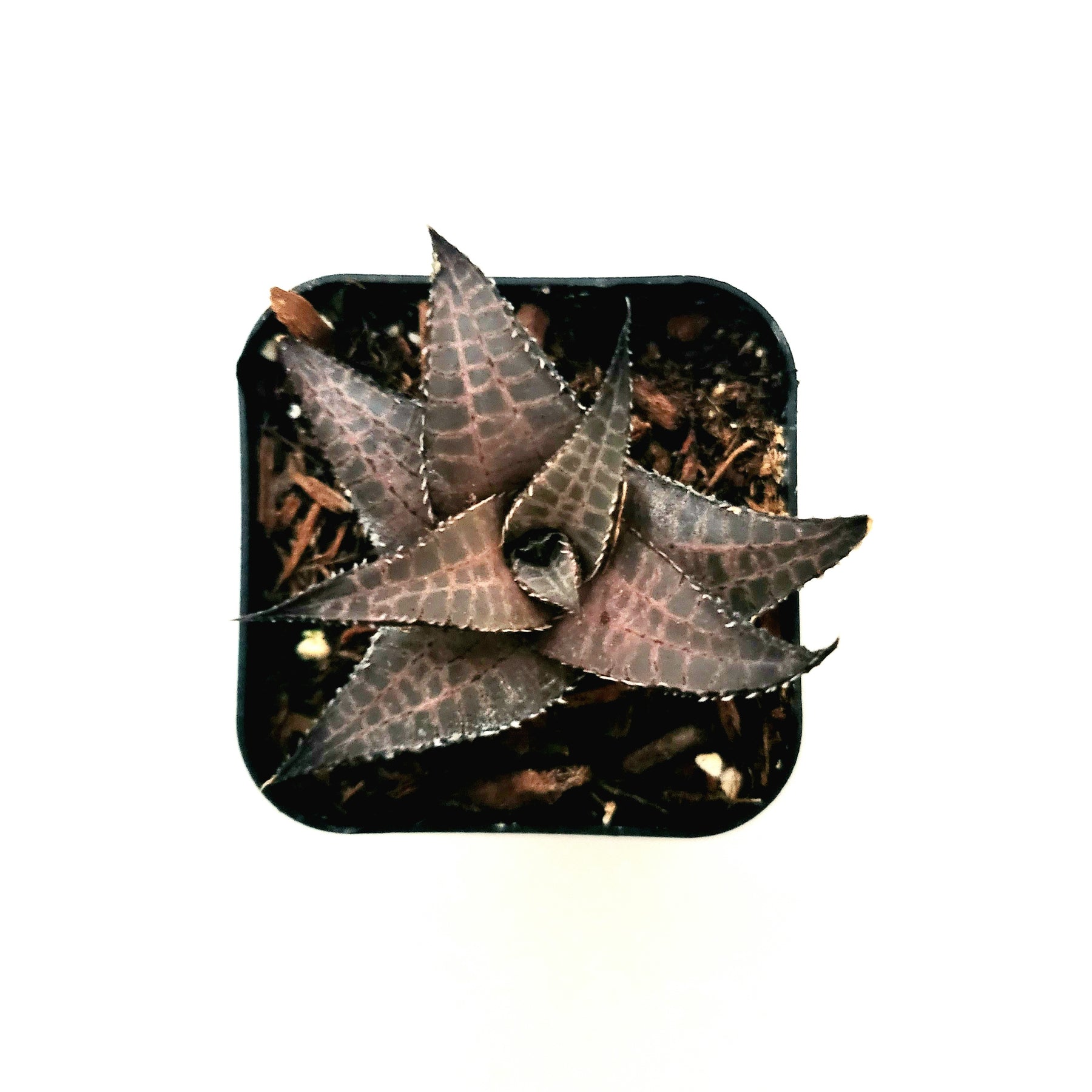 venosa succulent Haworthia venosa subsp. tessellata Veined Haworthia