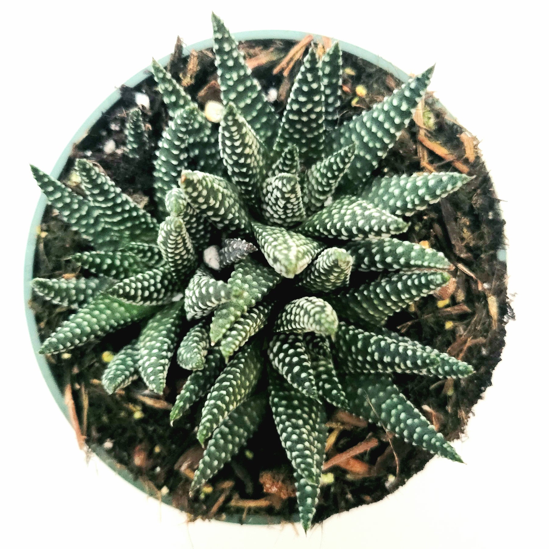 royal albert succulent Haworthia fasciata 'Royal Albert' -