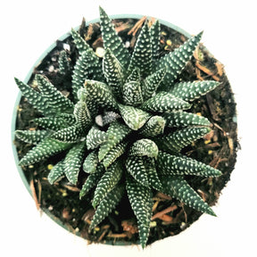 Haworthia fasciata 'Royal Albert'