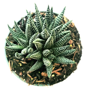 Haworthia fasciata 'Royal Albert'