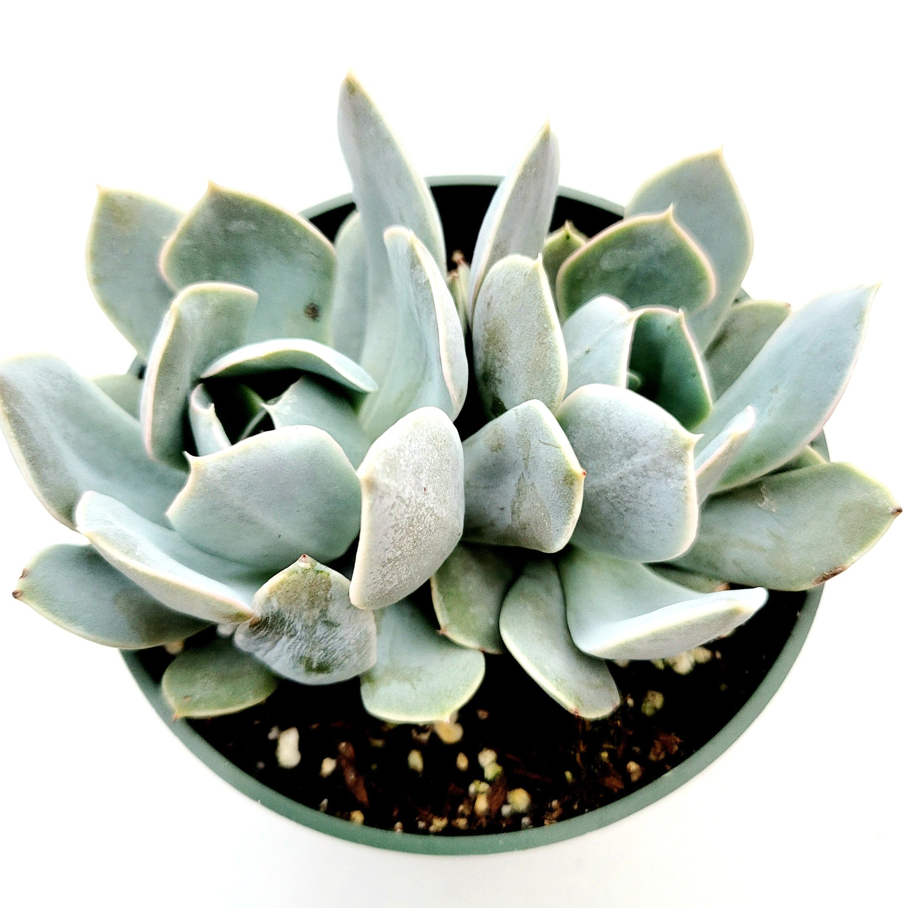 reno succulents Echeveria runyonii San Carlos