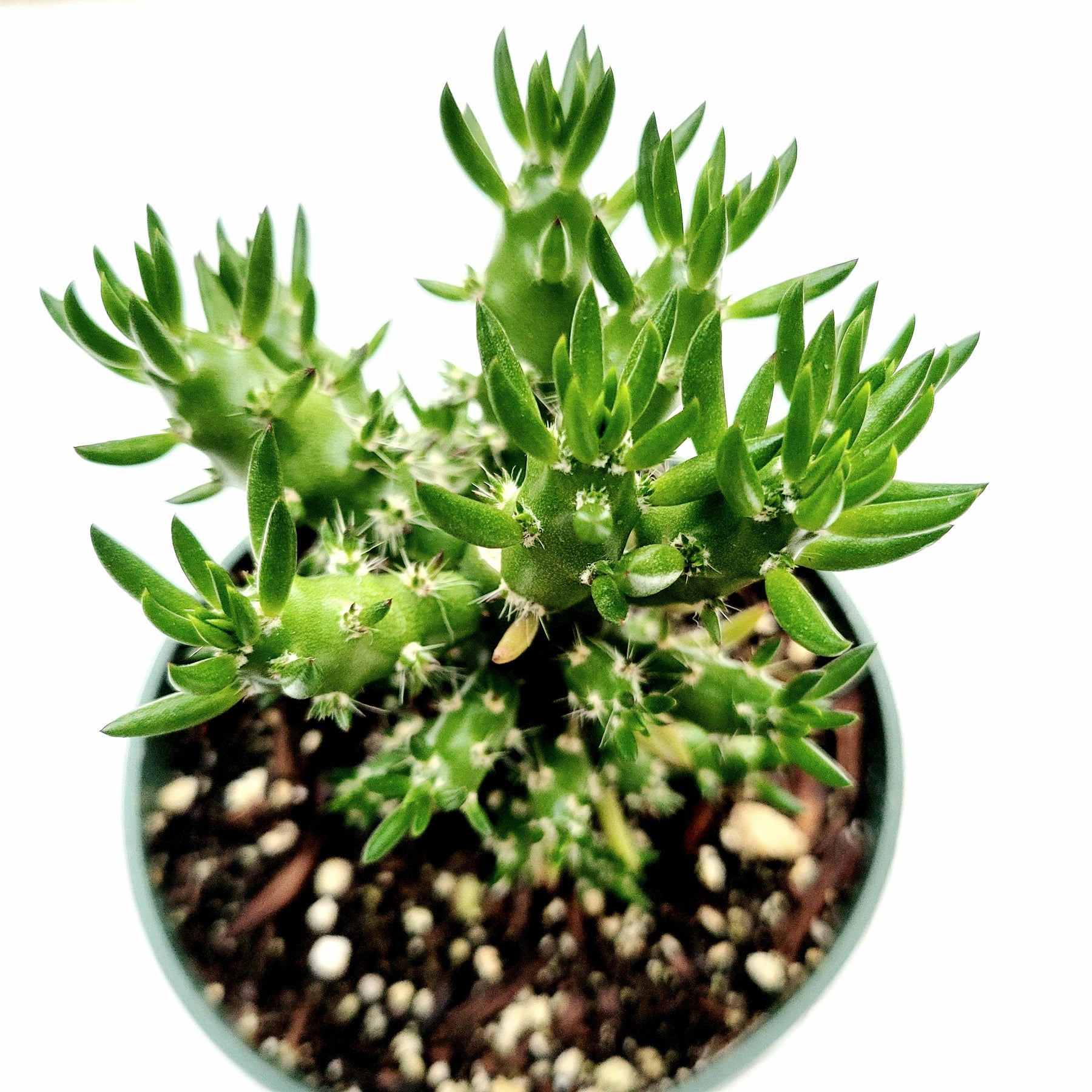 eve's needle succulent care Eve's Needle Cactus