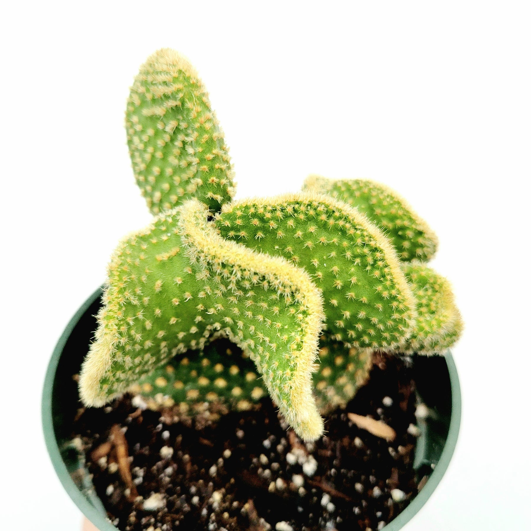 Optunia Microdasys Golden Swirl Cactus - Succulents Depot