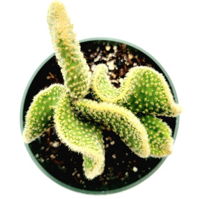 Optunia Microdasys Golden Swirl Cactus - Succulents Depot