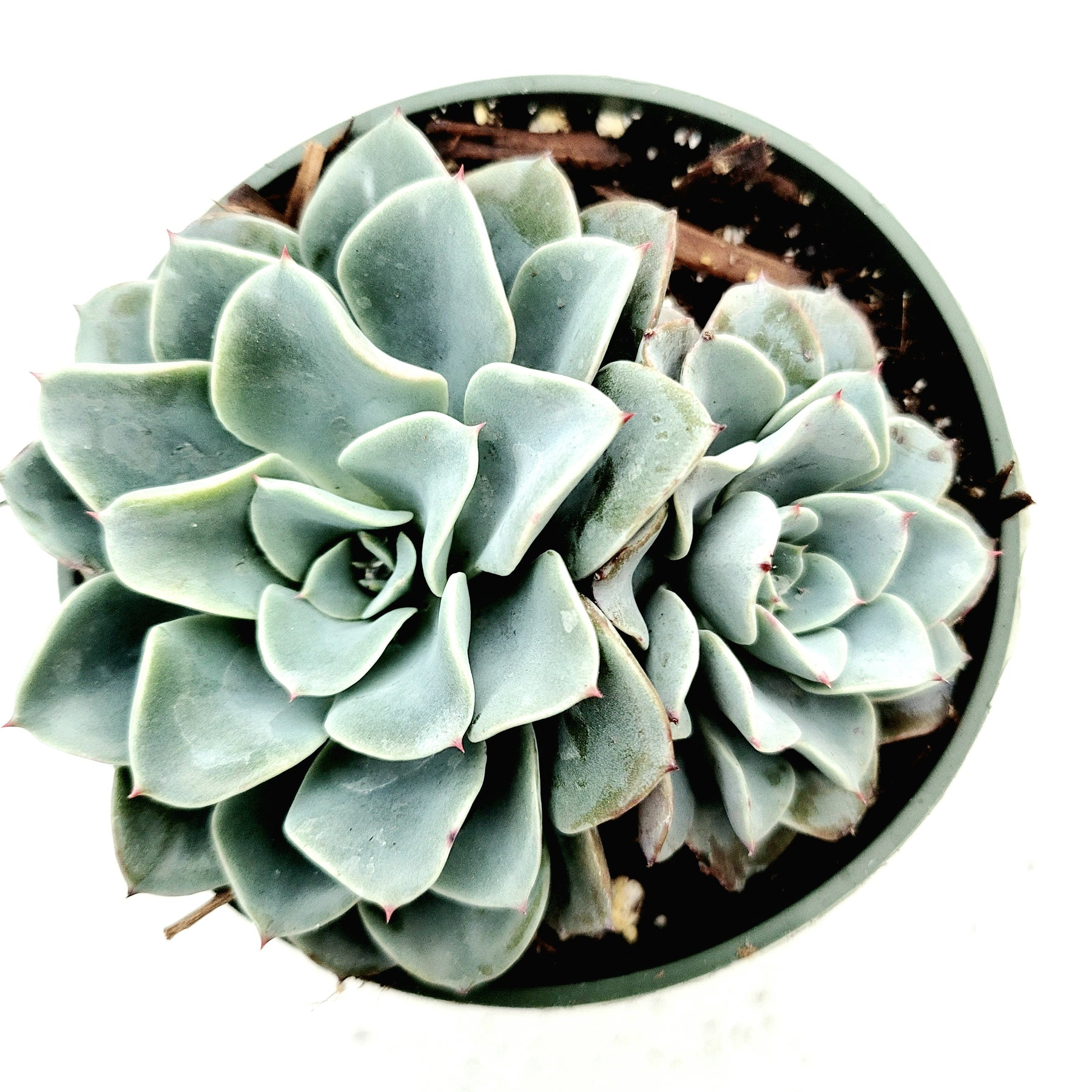 real blue succulents Echeveria 'Galaxy Blue'