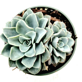 Echeveria 'Galaxy Blue' - Succulents Depot