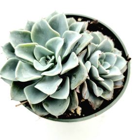 Echeveria 'Galaxy Blue' - Succulents Depot