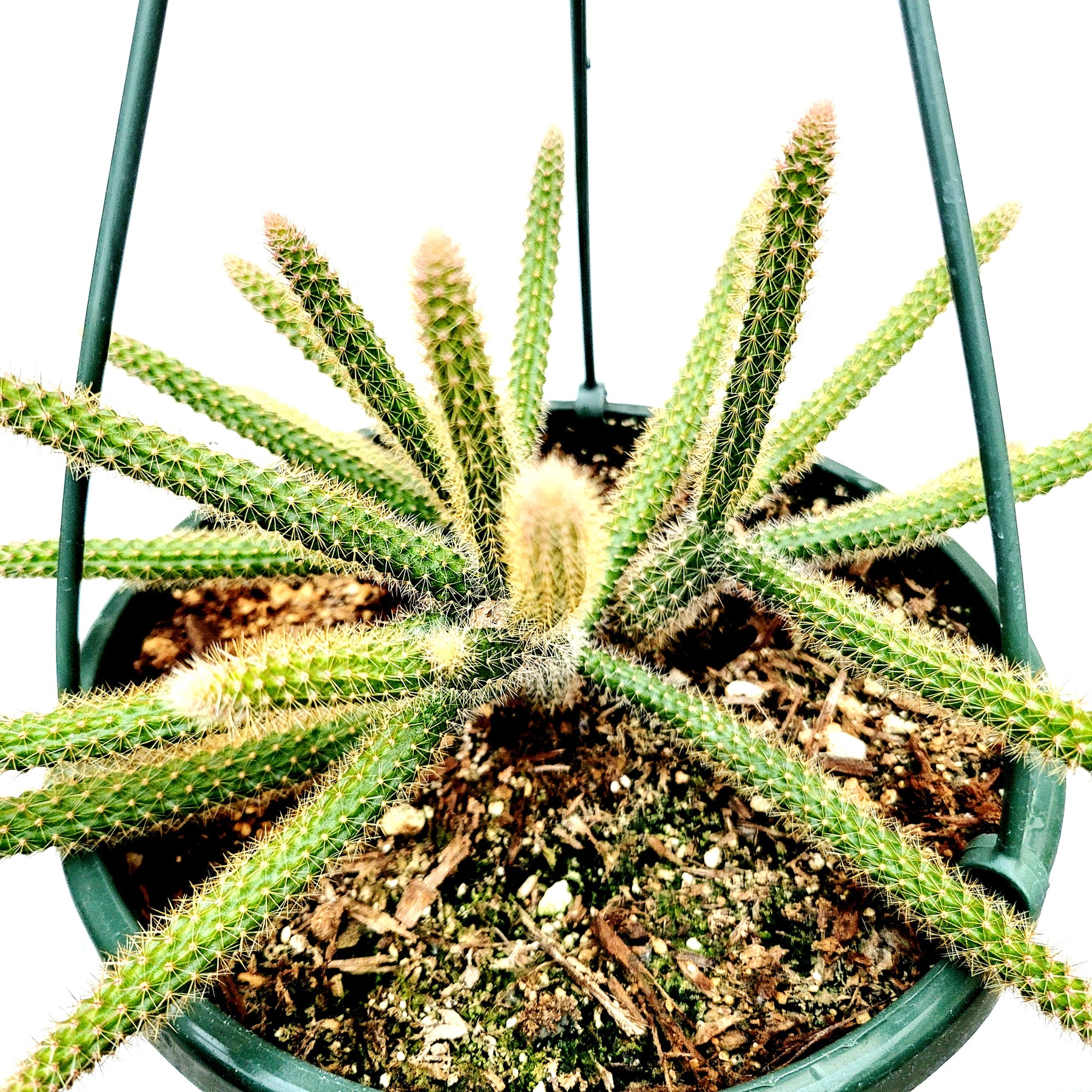 Aporocactus flagelliformis Rat Tail Cactus - Succulents Depot