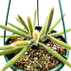 hanging rat tail succulent Aporocactus flagelliformis Rat Tail Cactus 4 Inch