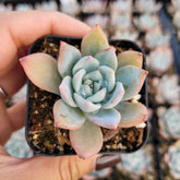 Echeveria 'Blue Bird' rosette with pink-tipped blue-green leaves.