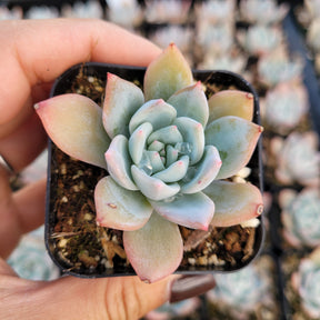 Echeveria 'Blue Bird'