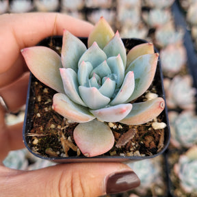 Echeveria 'Blue Bird'