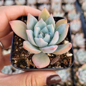 blue bird succulent Echeveria 'Blue Bird'