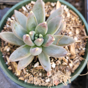 Pachyveria glauca 'Little Jewel'