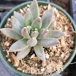 Pachyveria glauca 'Little Jewel'