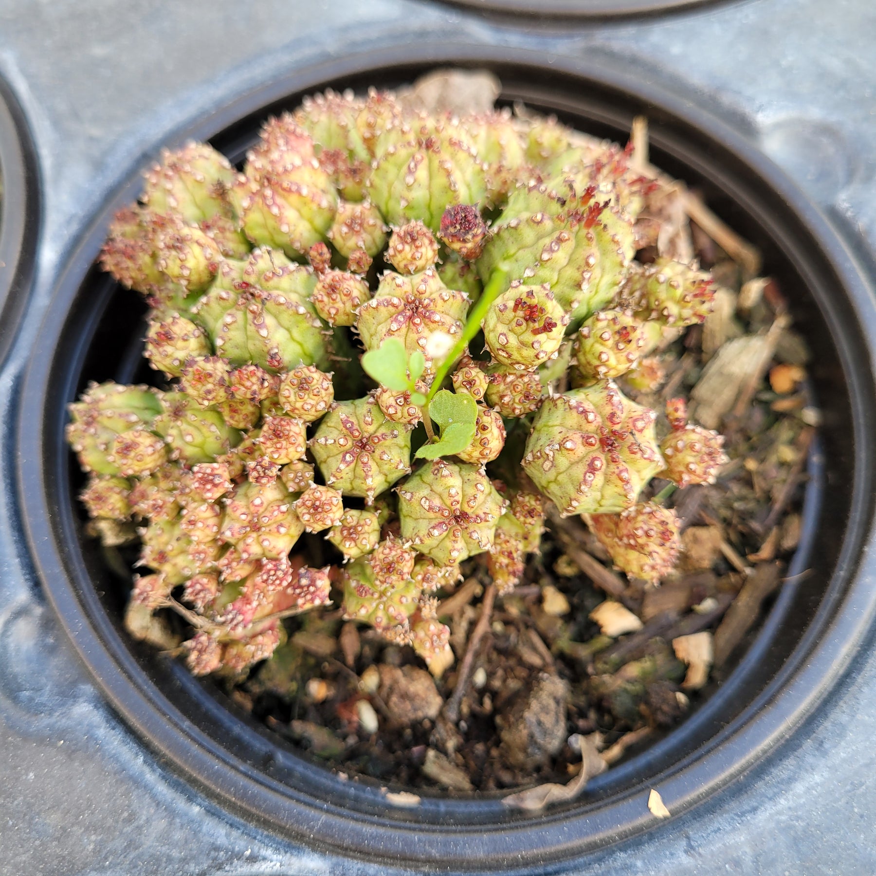 monstrose succulents Euphorbia monstrose