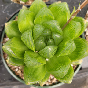 Haworthia cuspidata 'Star Window Plant'