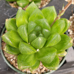 amazon succulent plants Haworthia cuspidata 'Star Window Plant' 4 Inch
