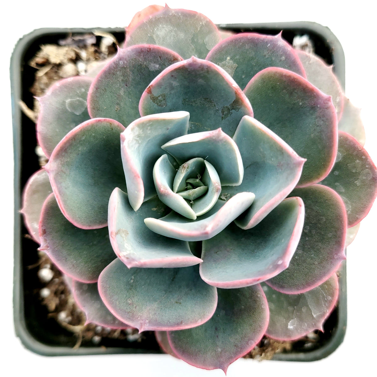 Echeveria imbricata Hybrid