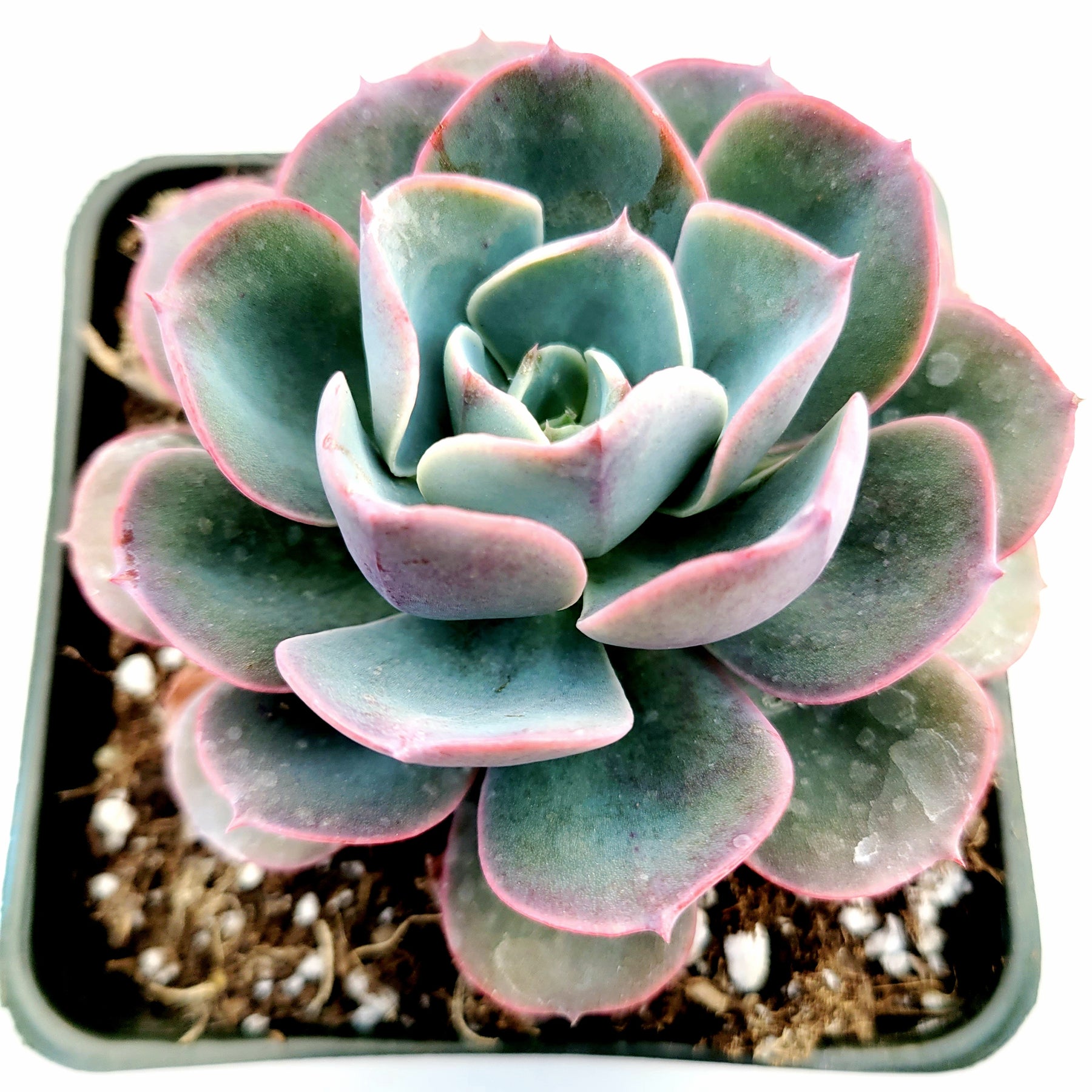 echeveria imbricata succulent Echeveria imbricata Hybrid -