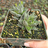 Haworthia reinwardtii 'African Pearls' - Succulents Depot