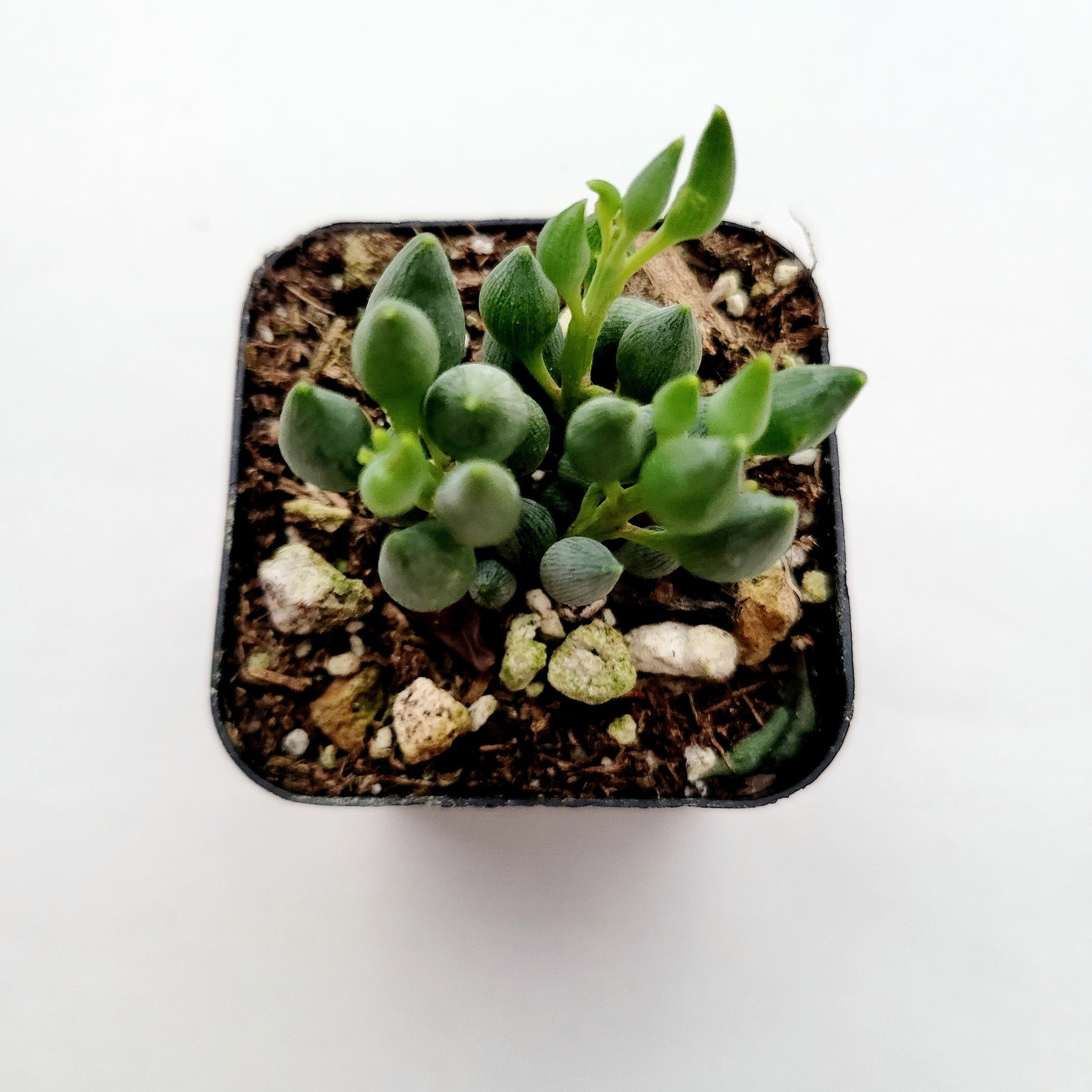 tears succulent String of Tears Senecio citriformis