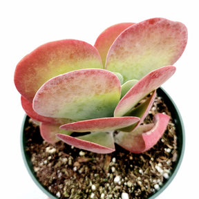 Kalanchoe luciae Flapjack - Succulents Depot