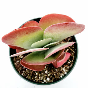 red flapjack succulent Kalanchoe luciae Flapjack