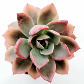 Echeveria Pretty in Pink