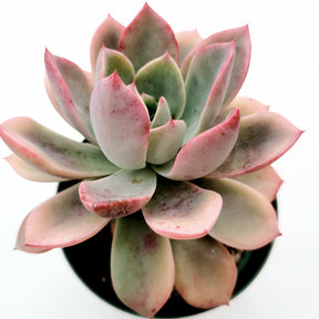 pink succulents near me Echeveria Pretty in Pink