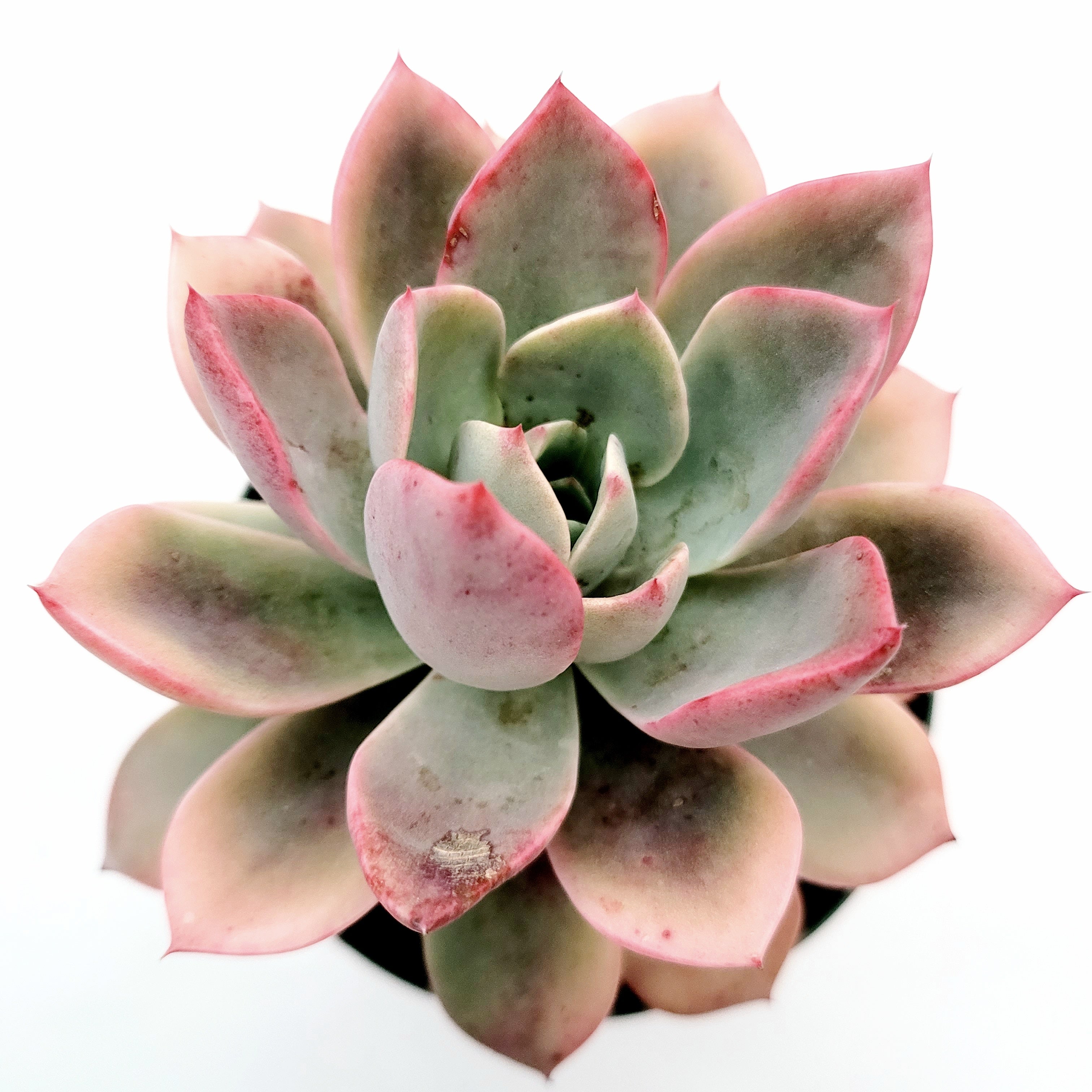 pretty in pink succulent Echeveria Pretty in Pink