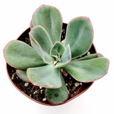 Echeveria 'Da Vinci Code'