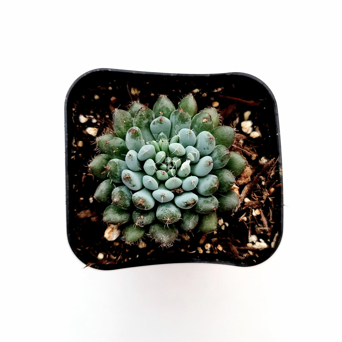 Echeveria rundelli