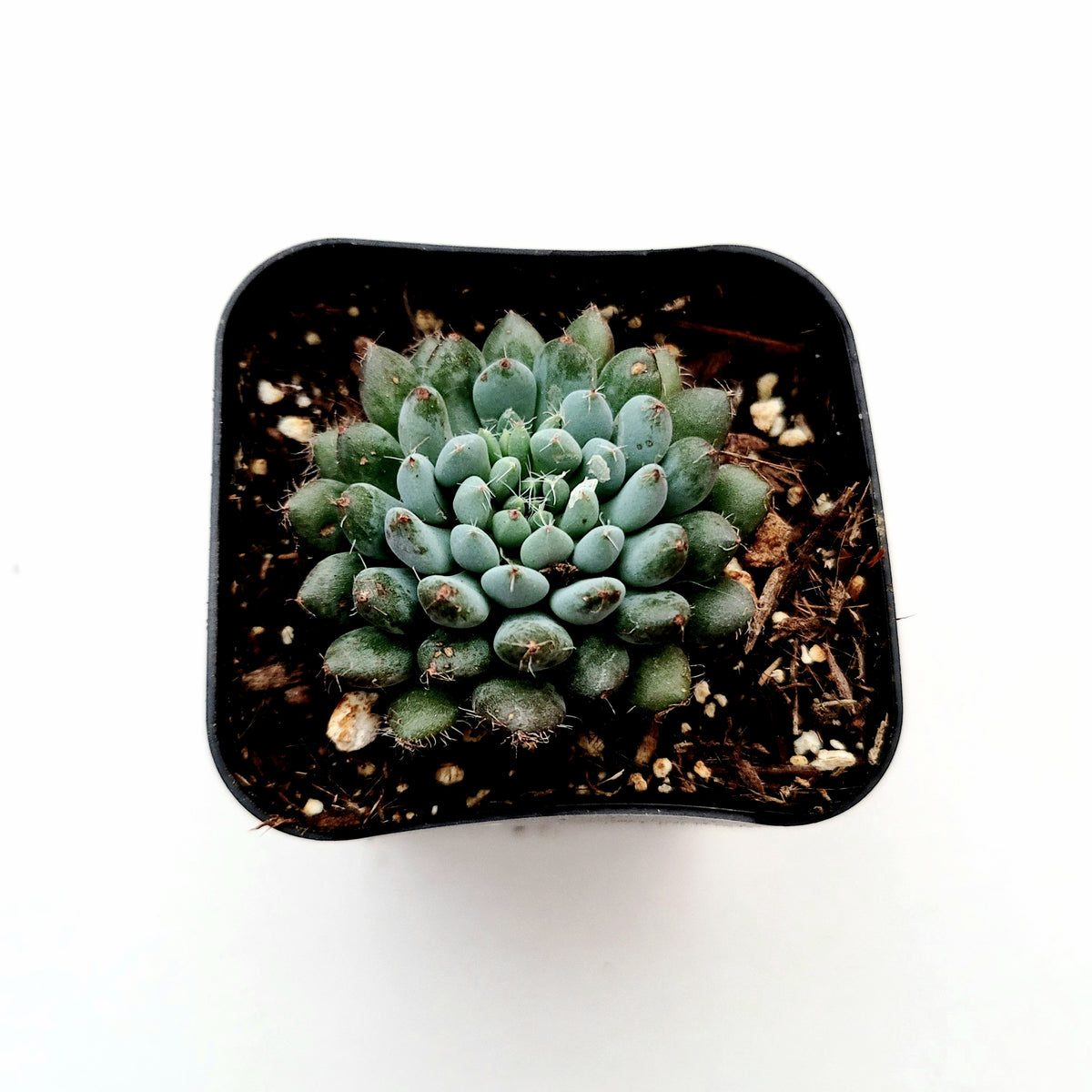 Echeveria rundelli