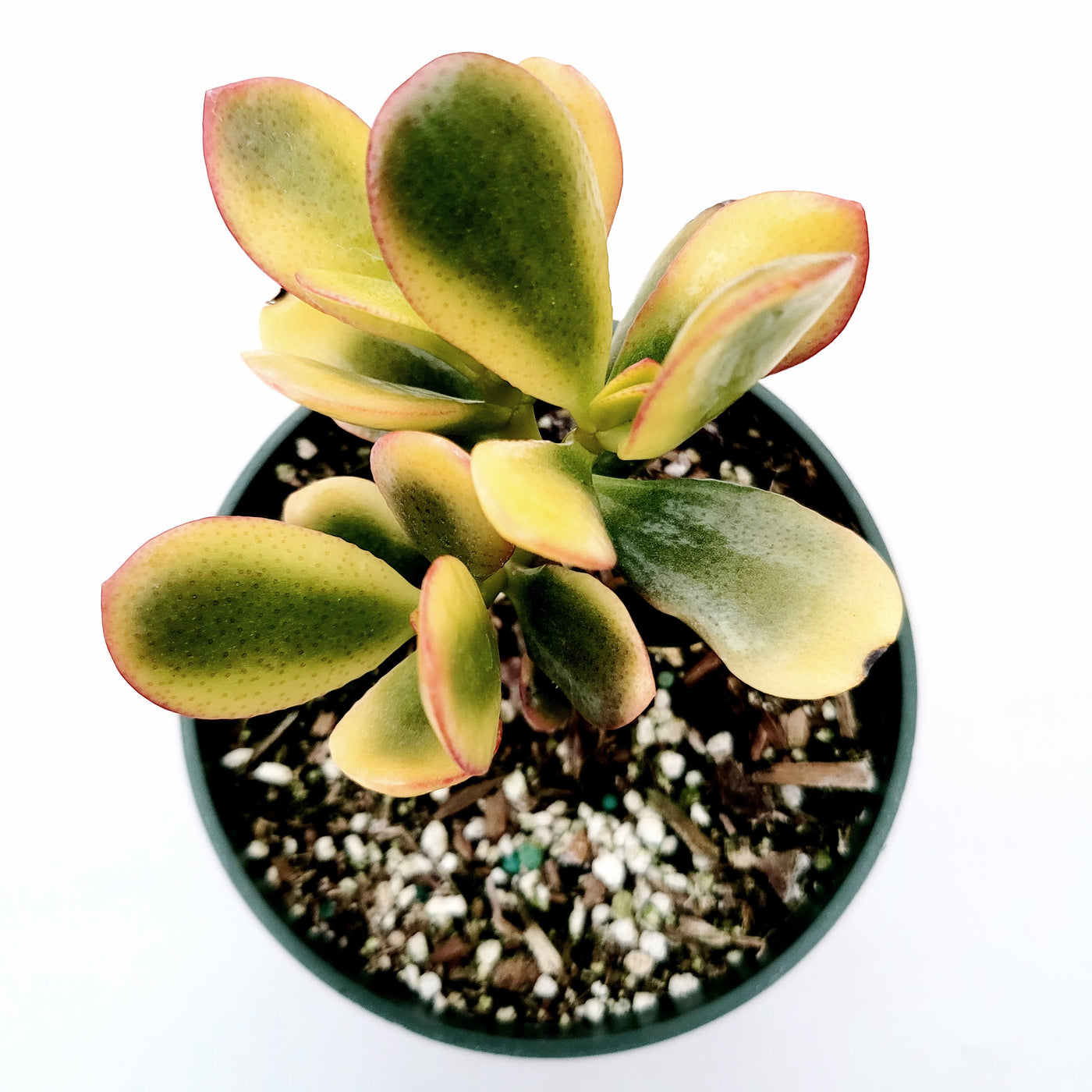 Crassula ovata 'Hummel's Sunset' Golden Jade Variegated in nursery pot.