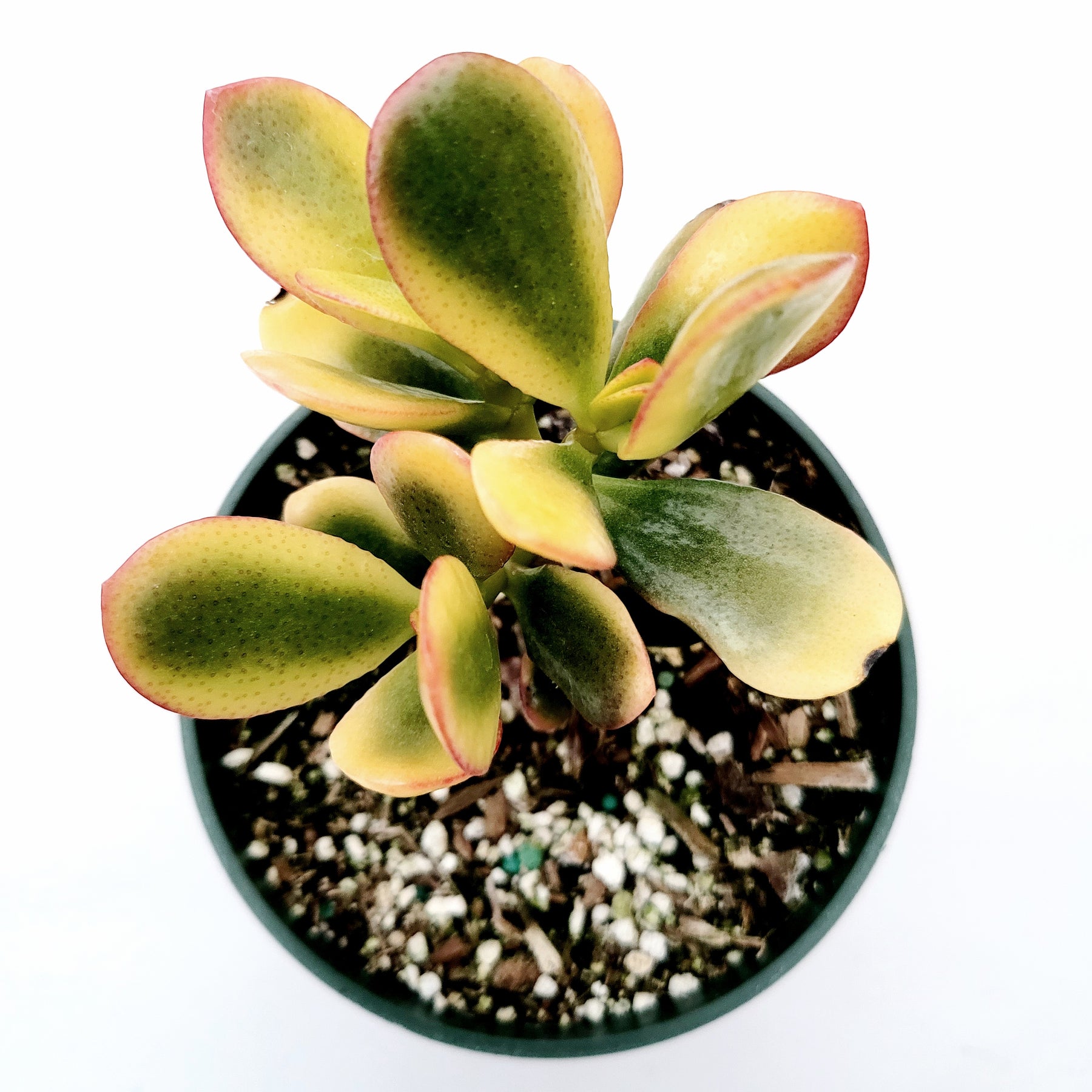 variegated jade succulent Crassula ovata 'Hummel's Sunset' Golden Jade Variegated