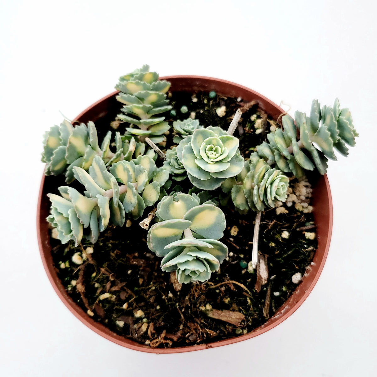 Sedum sieboldii Variegata - Succulents Depot