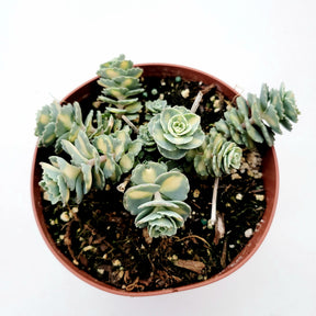 tall rosette succulent Sedum sieboldii Variegata 2 Inch #B