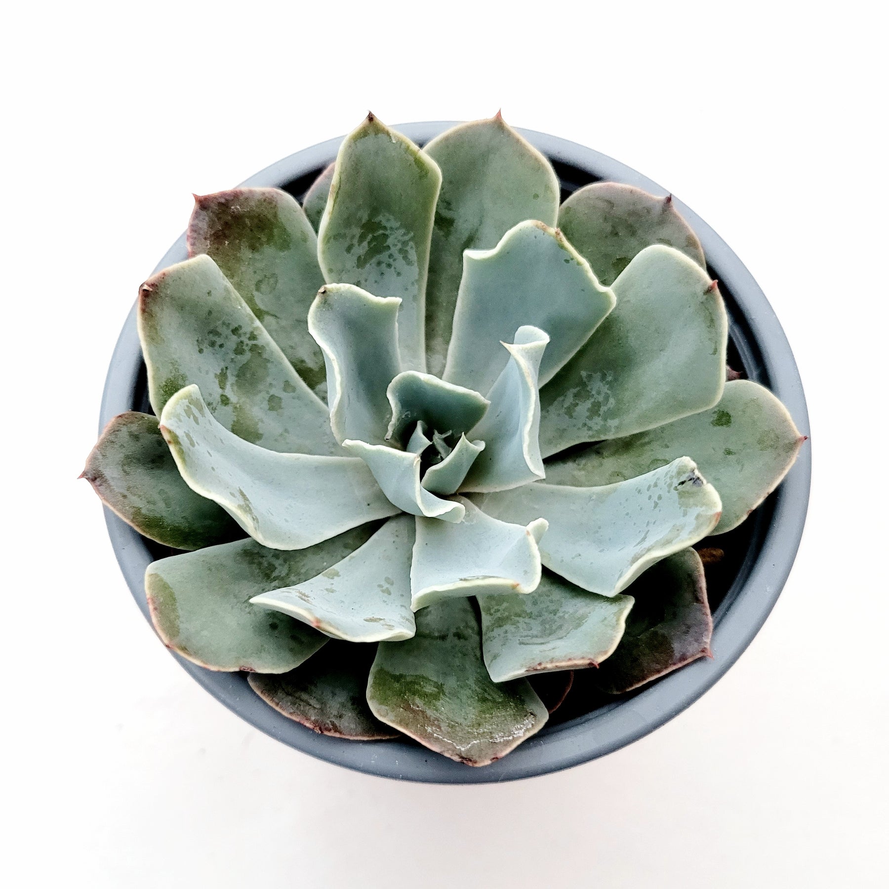 bluish succulent Echeveria 'Blue Frills'