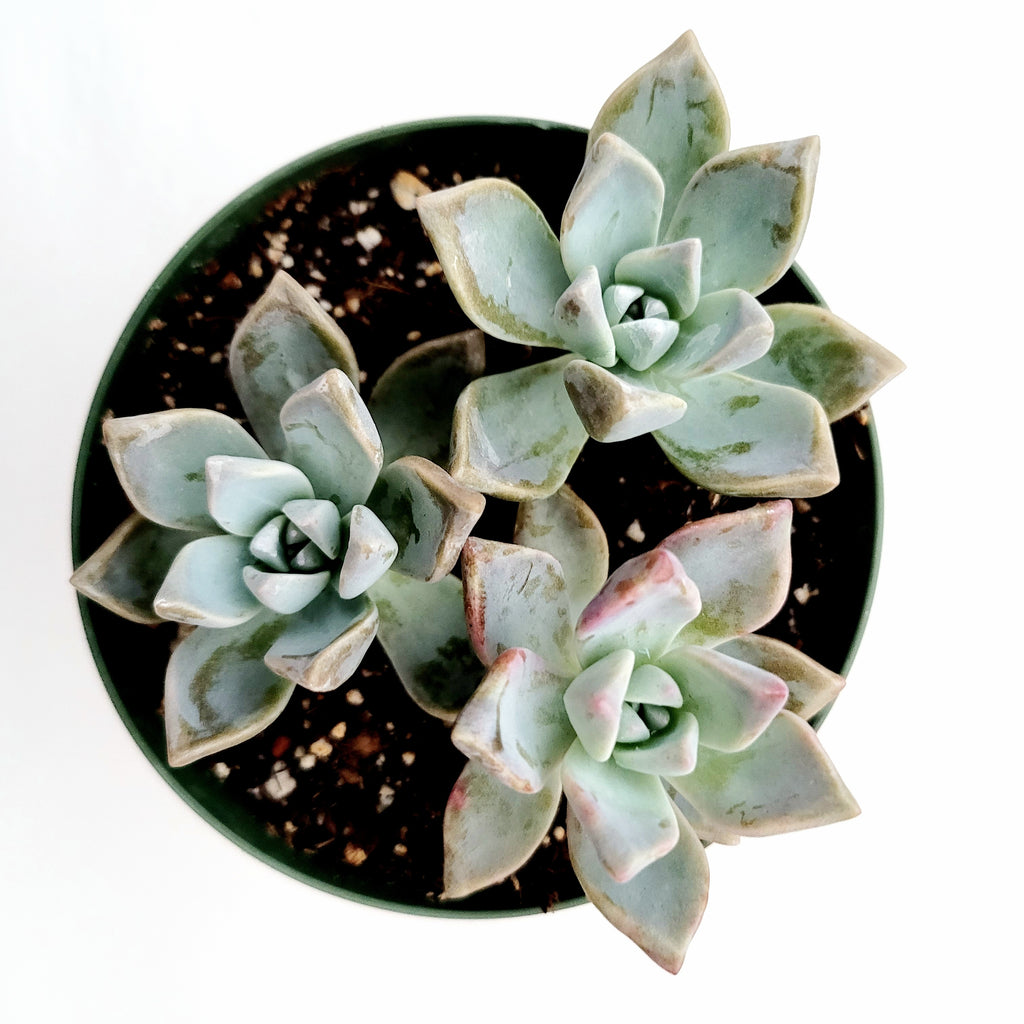 graptoveria blue pearl succulent Graptopetalum paraguayense