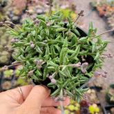 String of Dolphins succulent with pink flower buds in hand.