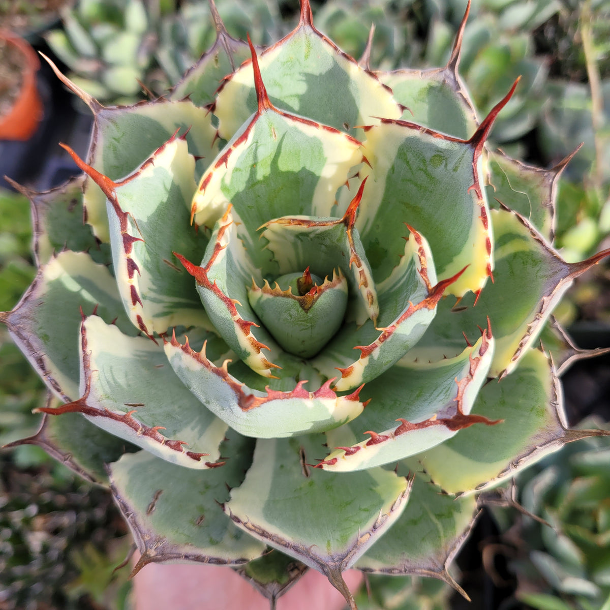 Agave potatorum 'Desert Diamond'' Variegated Butterfly Agave