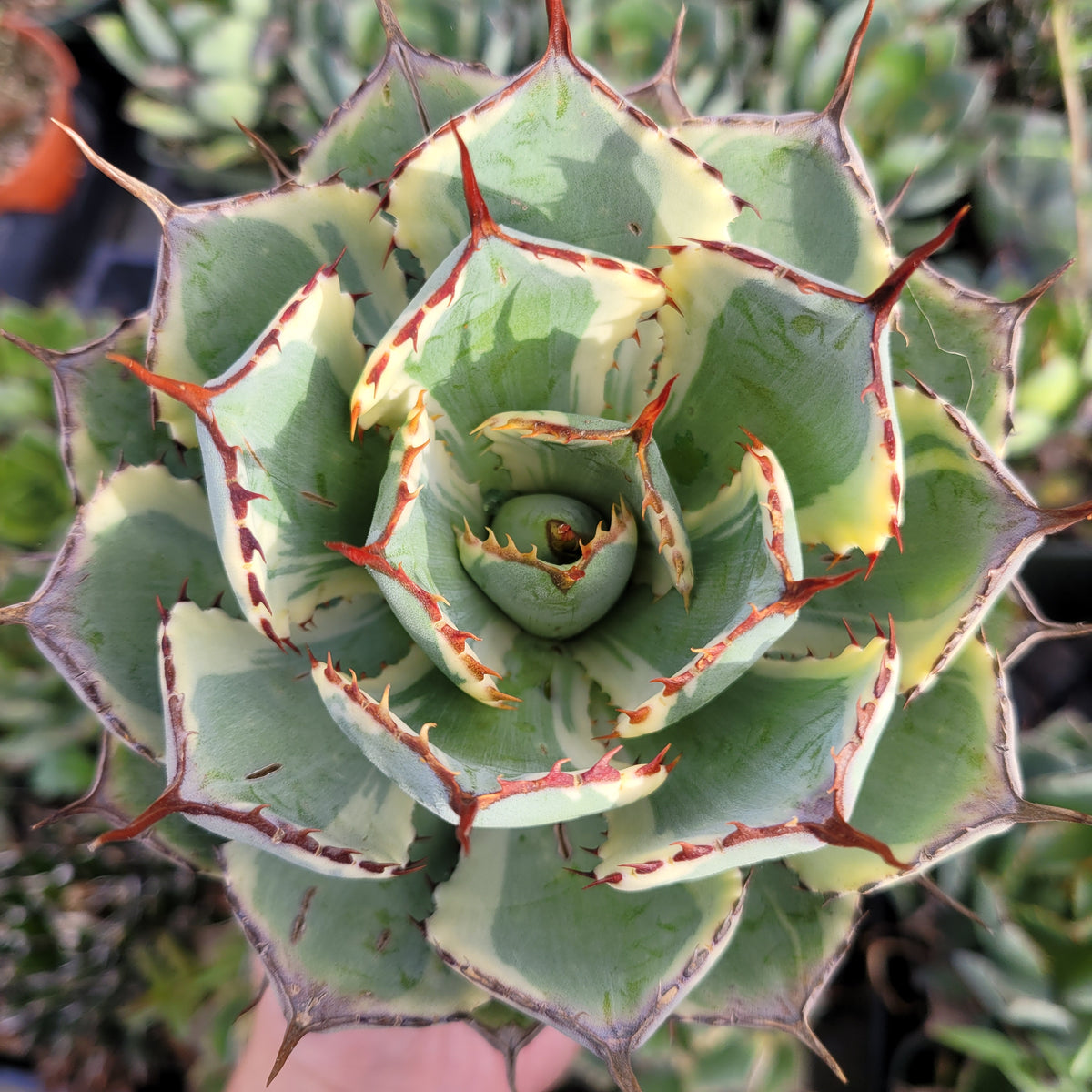 Agave potatorum 'Desert Diamond'' Variegated Butterfly Agave