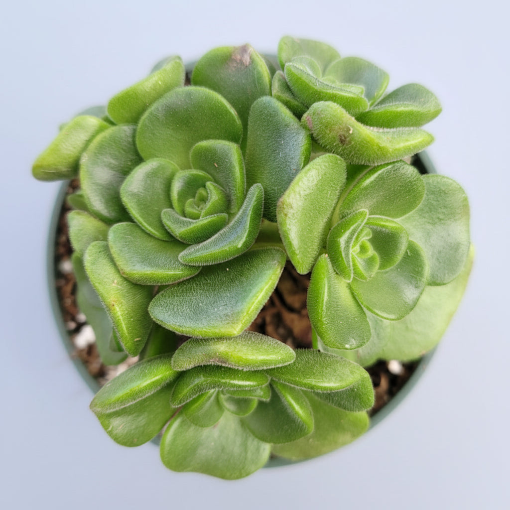 Aeonium 'Lily Pad' Rosette in small pot with green rosettes.