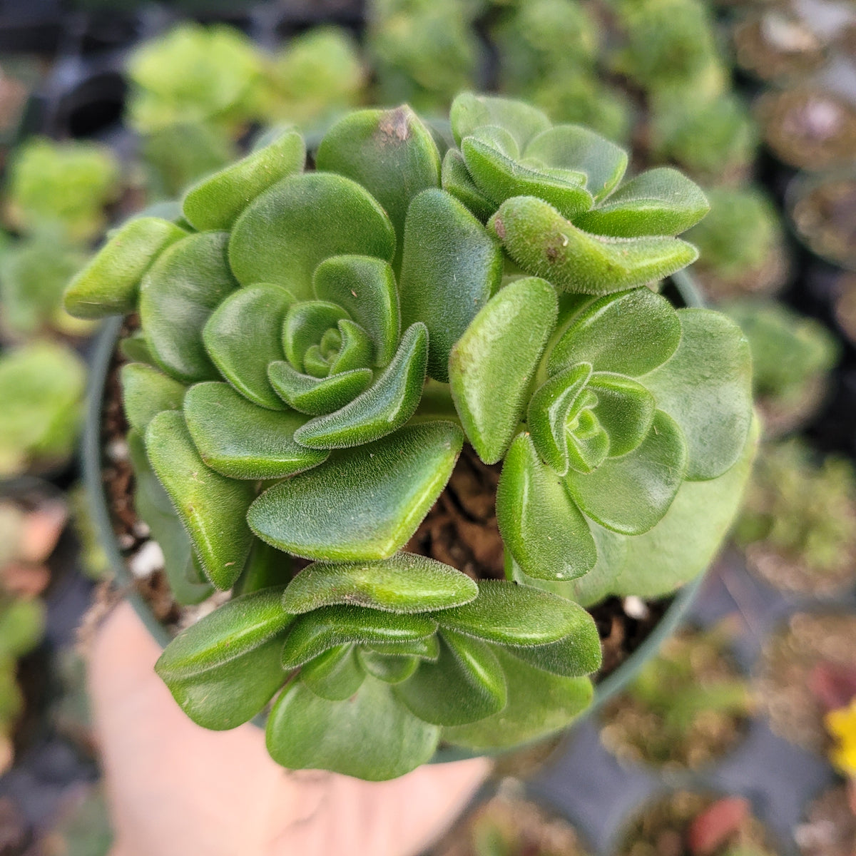 Aeonium 'Lily Pad' Rosette - Succulents Depot