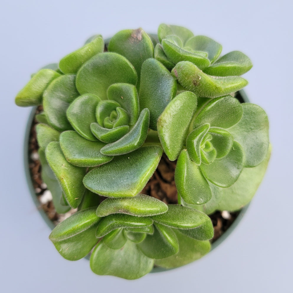 Aeonium 'Lily Pad' Rosette in small pot with green rosettes.