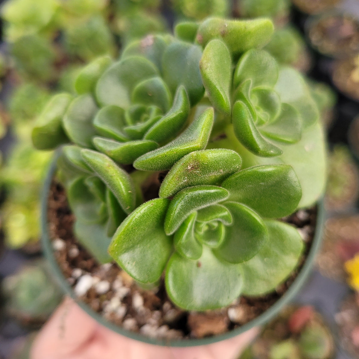 Aeonium 'Lily Pad' Rosette - Succulents Depot