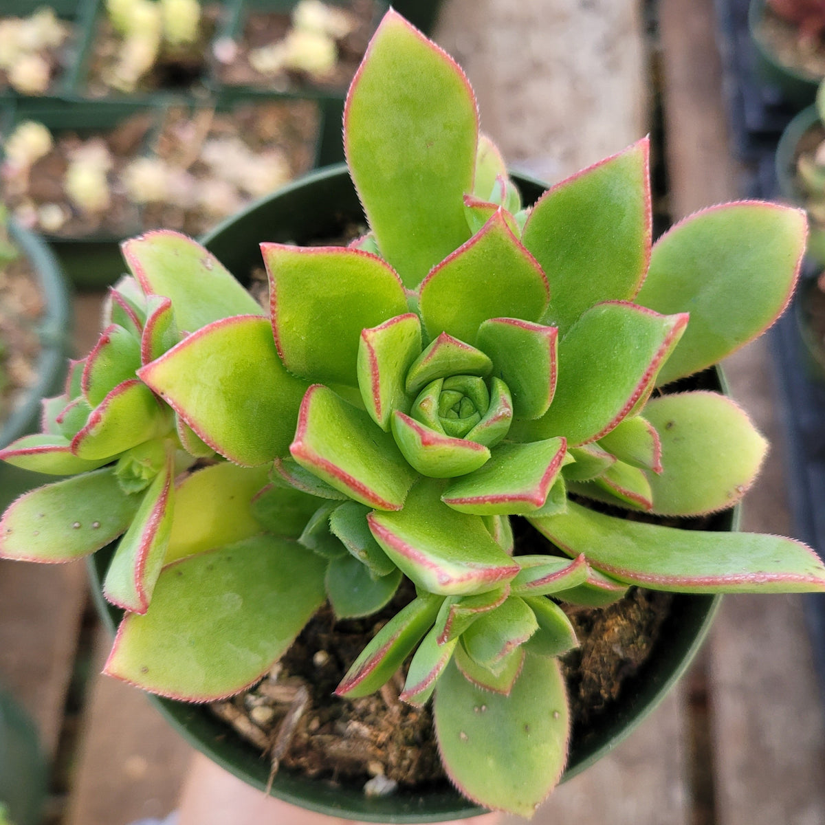 Aeonium haworthii 'Pinwheel Aeonium' - Succulents Depot