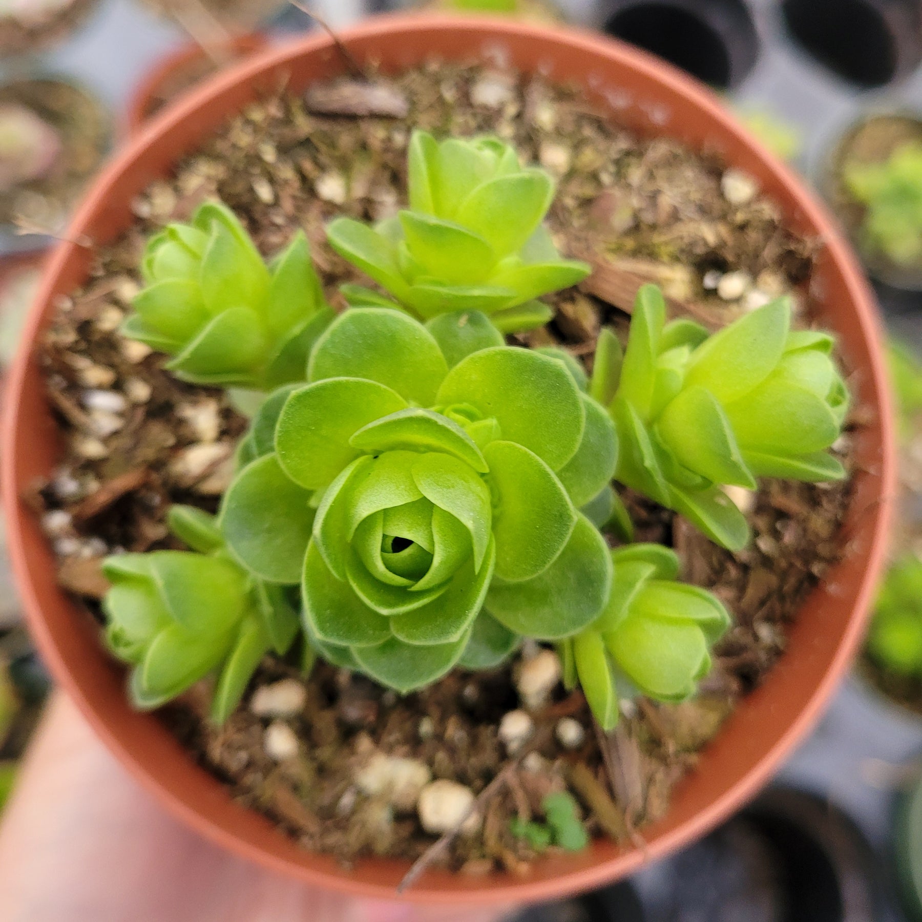 Greenovia dodrentalis Mountain Rose [Dormant in Summer]